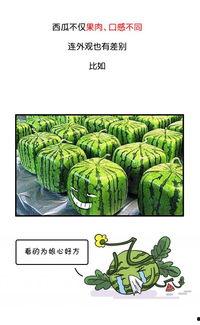 久离吃瓜,吃瓜群众再掀风云