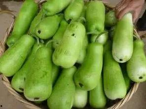 葫芦瓜小孩吃,葫芦瓜小孩的奇幻食旅记