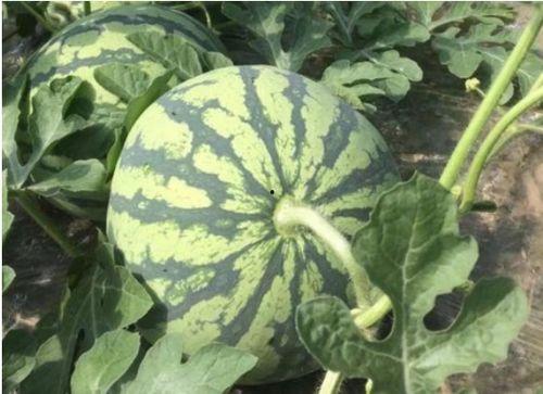 大棚瓜几月可以吃,大棚瓜成熟季速览