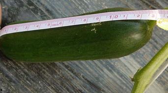 新鲜瓜可以吃吗,美味与健康的双重享受