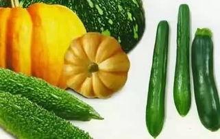 吃的瓜都有多少样的瓜,探寻各式瓜果的丰富世界