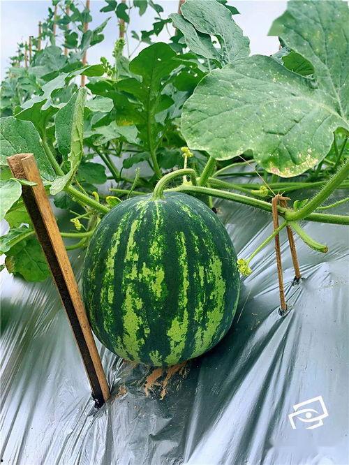 吃瓜上五一,上五一生，你准备好了吗？”