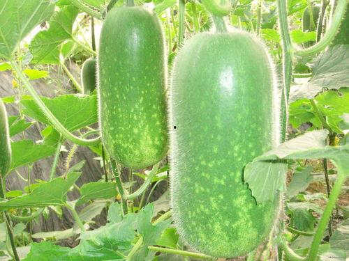 吃瓜049,一场网络热议背后的真相