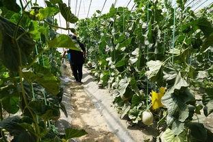 平顶山吃瓜视频,一场夏日里的欢乐盛宴