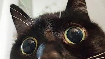 眼睛瞪得像铜铃抖音吃瓜,抖音吃瓜达人揭秘网络热点背后的真相