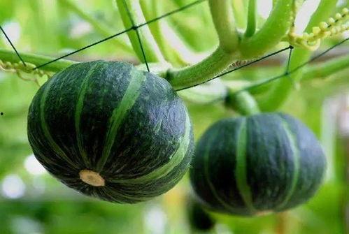 吃瓜玫瑰的图片,探寻吃瓜玫瑰的独特魅力