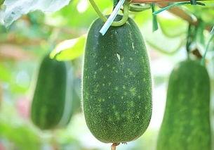 现在的新鲜吃瓜,揭秘娱乐圈最新鲜的“瓜”料