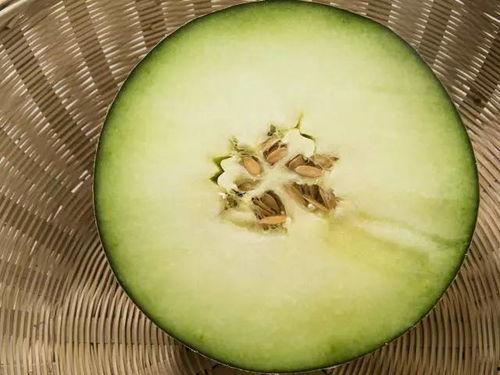 小杨吃蜜瓜,小杨甜蜜蜜瓜之旅