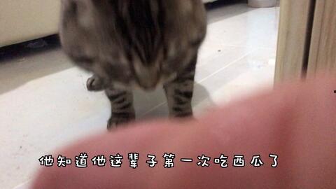 吃瓜群猫,欢乐无限，揭秘猫咪世界里的趣味瞬间