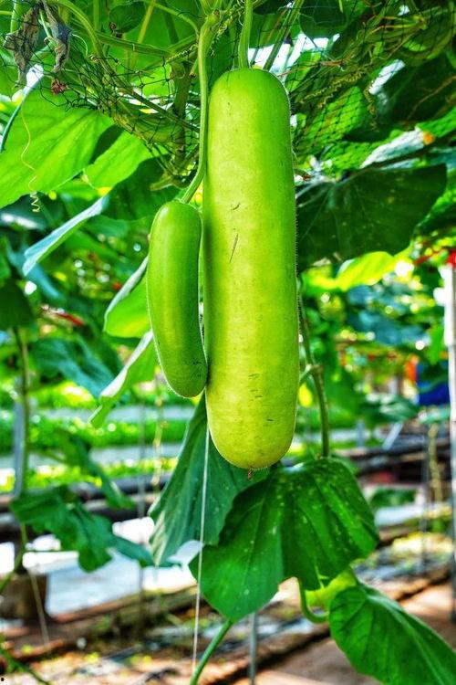 广东吃瓜吗,吃瓜群众的美食盛宴