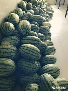 工行员工吃瓜,揭秘金融圈里的“小确幸”瞬间