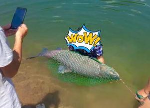 青鱼吃瓜吗,它们真的会吃瓜吗？